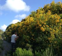 Imagem de Hypericum canariense L.