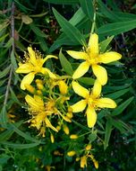 Image of Canary Island St. Johnswort