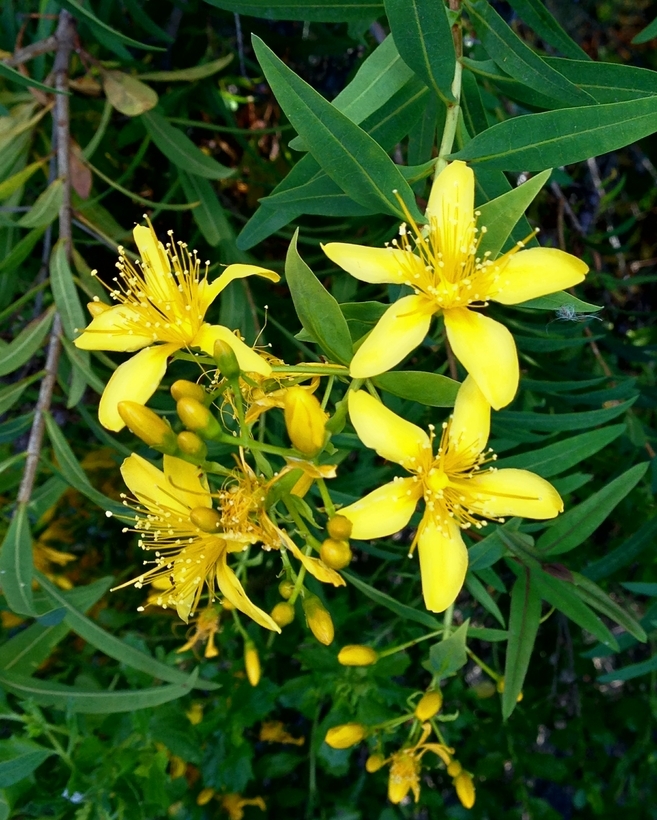 Imagem de Hypericum canariense L.