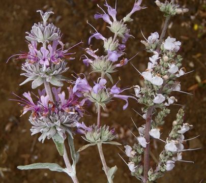 Image de Salvia leucophylla Greene