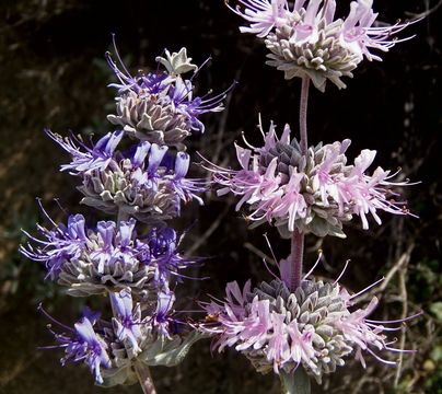 Image de Salvia leucophylla Greene