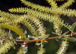 Salix lasiolepis Benth. resmi