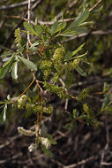 Image of arroyo willow