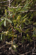 Salix lasiolepis Benth. resmi