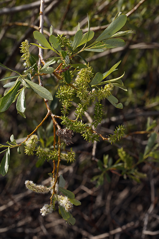 Image of arroyo willow