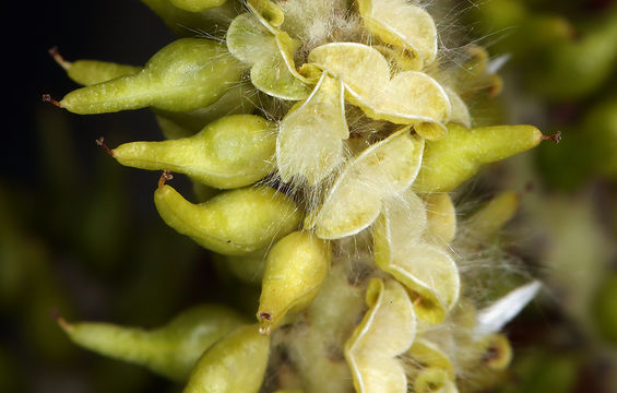 Salix lasiolepis Benth. resmi