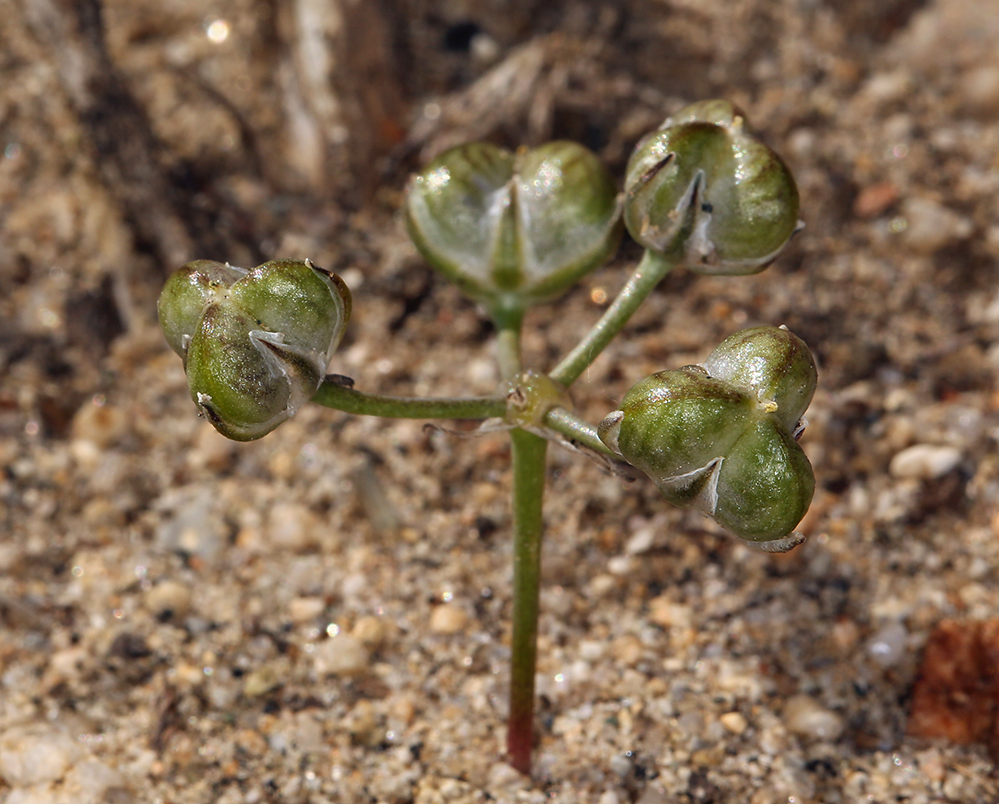 Imagem de Muilla coronata Greene