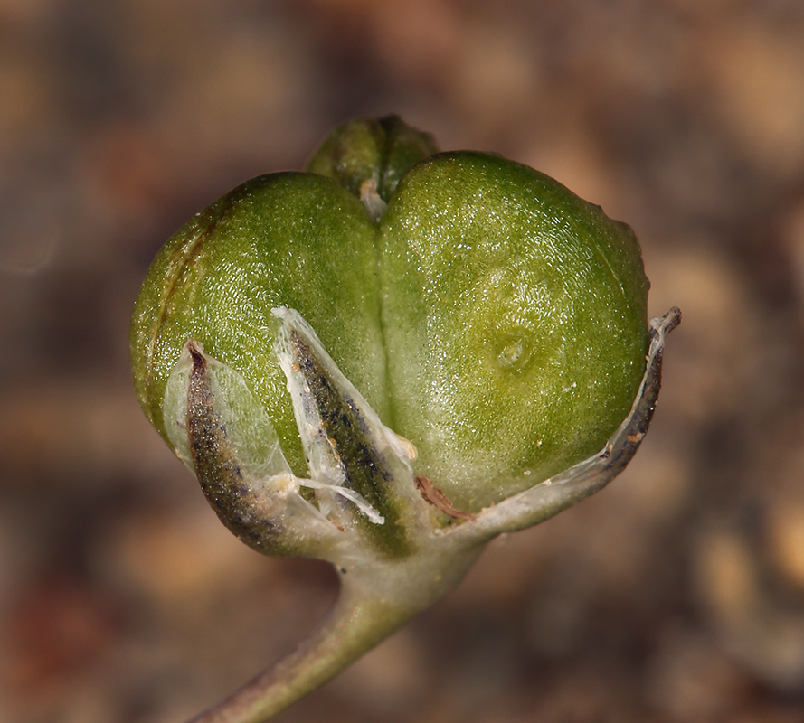 Imagem de Muilla coronata Greene