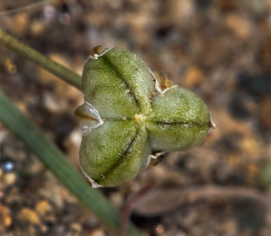 Imagem de Muilla coronata Greene