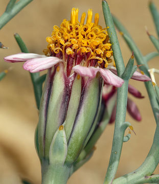 Image of Mojave hole-in-the-sand plant