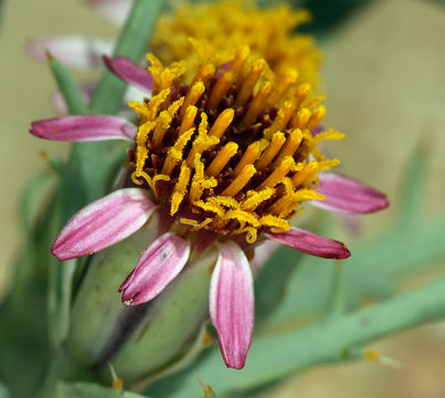 Image of Mojave hole-in-the-sand plant