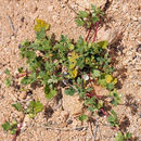 Image of white mallow