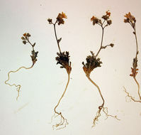 Image of salt gilia