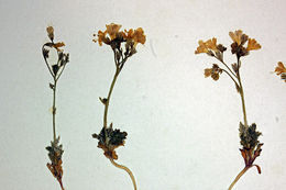 Image of salt gilia