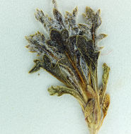 Image of salt gilia