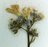 Image of salt gilia