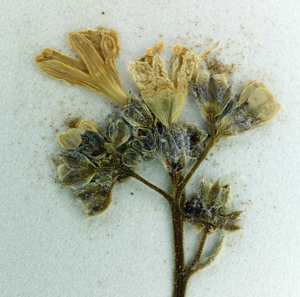 Image of salt gilia