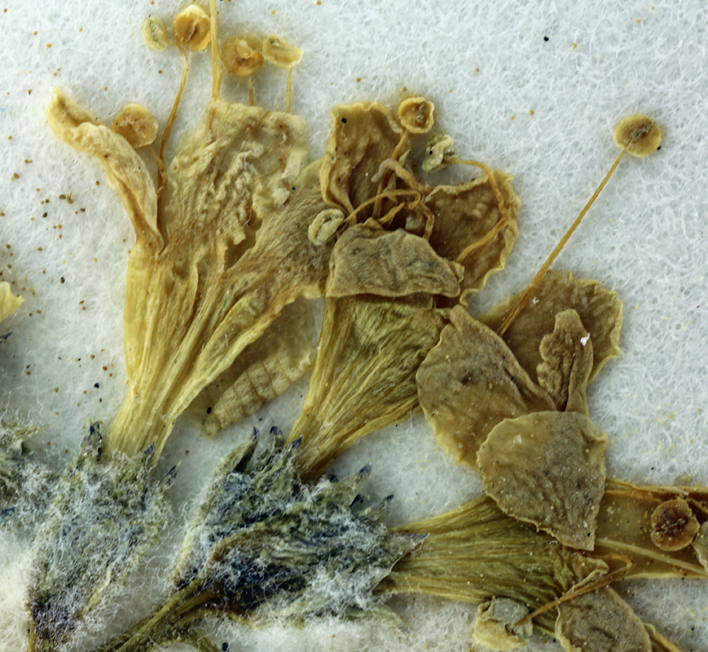 Image of salt gilia