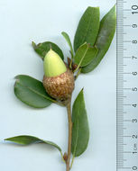 Image of Shreve oak