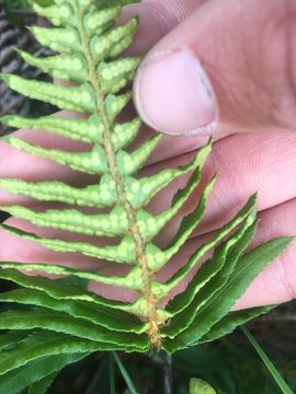 Image of western swordfern