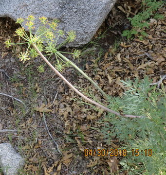 Imagem de <i>Lomatium dissectum</i> var. <i>multifidum</i>