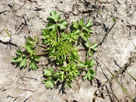 Image of hairy buttercup
