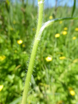 Image of hairy buttercup