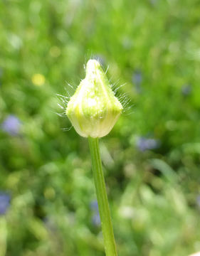 Image of hairy buttercup