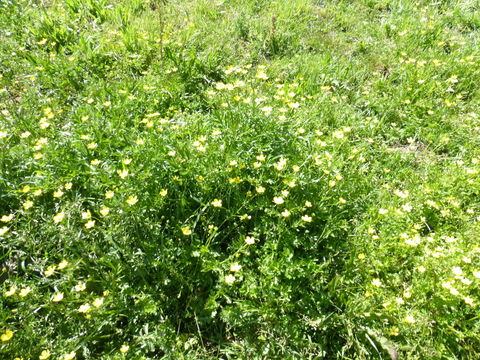 Image of hairy buttercup