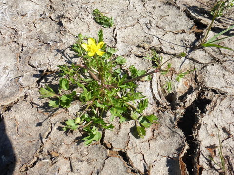 Image of hairy buttercup