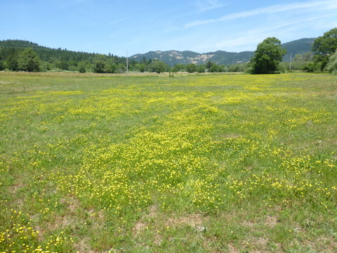 Image of hairy buttercup