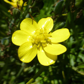 Image of hairy buttercup