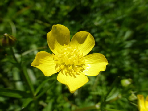 Image of hairy buttercup