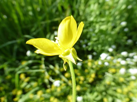 Image of hairy buttercup