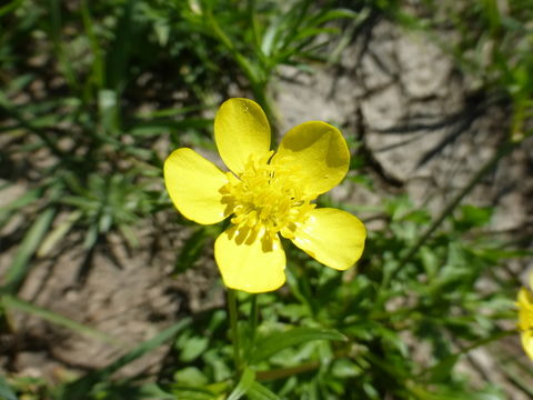 Image of hairy buttercup