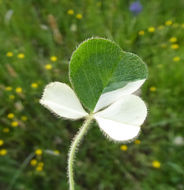 Image of subterranean clover