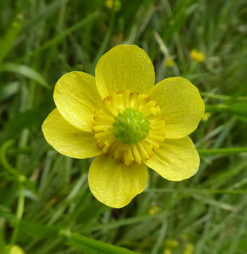 Image of <i>Ranunculus <i>alismifolius</i></i> var. alismifolius