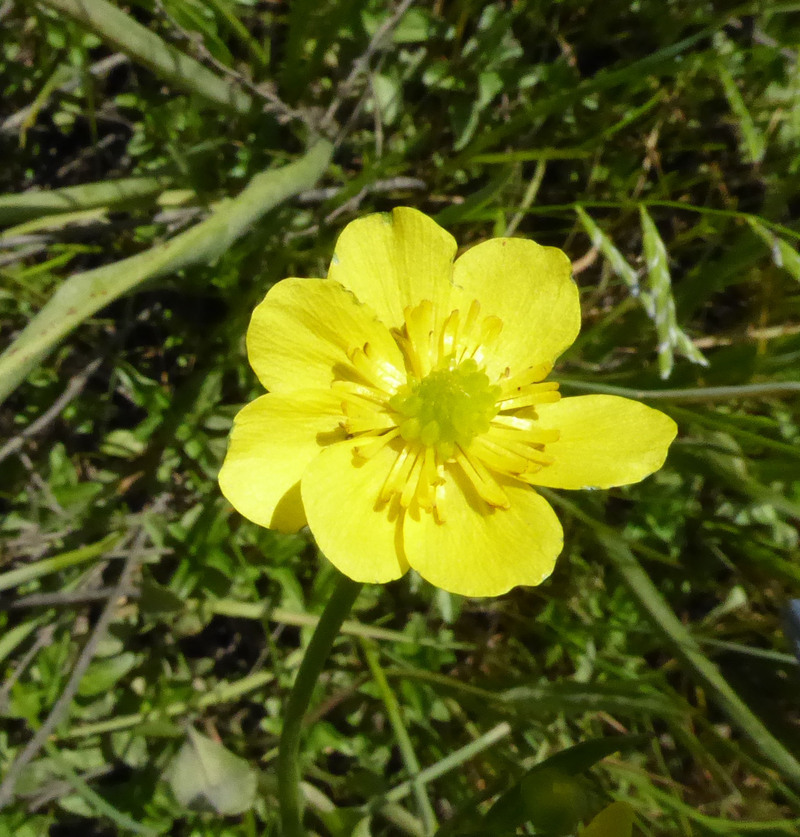 Image of <i>Ranunculus <i>alismifolius</i></i> var. alismifolius