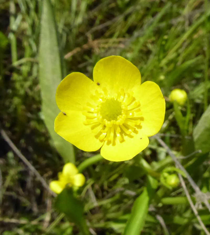 Image of <i>Ranunculus <i>alismifolius</i></i> var. alismifolius