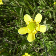 Image of <i>Ranunculus <i>alismifolius</i></i> var. alismifolius