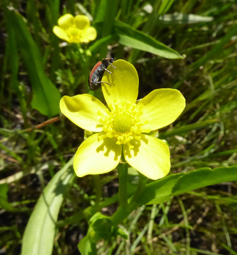 Image of <i>Ranunculus <i>alismifolius</i></i> var. alismifolius