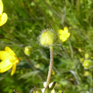 Imagem de Ranunculus occidentalis Nutt.