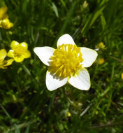 Imagem de Ranunculus occidentalis Nutt.