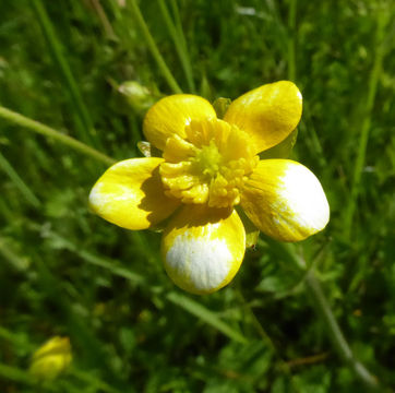 Imagem de Ranunculus occidentalis Nutt.