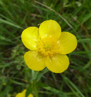 Imagem de Ranunculus occidentalis Nutt.