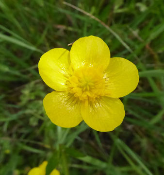 Imagem de Ranunculus occidentalis Nutt.