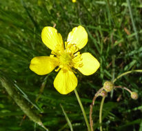 Imagem de Ranunculus occidentalis Nutt.