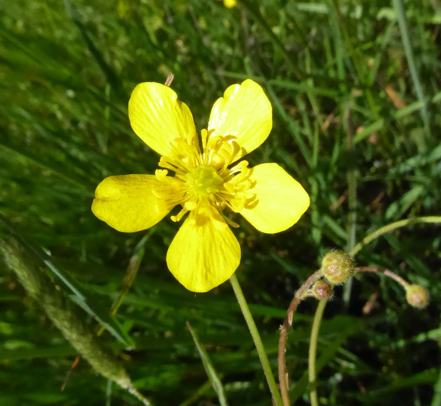 Imagem de Ranunculus occidentalis Nutt.