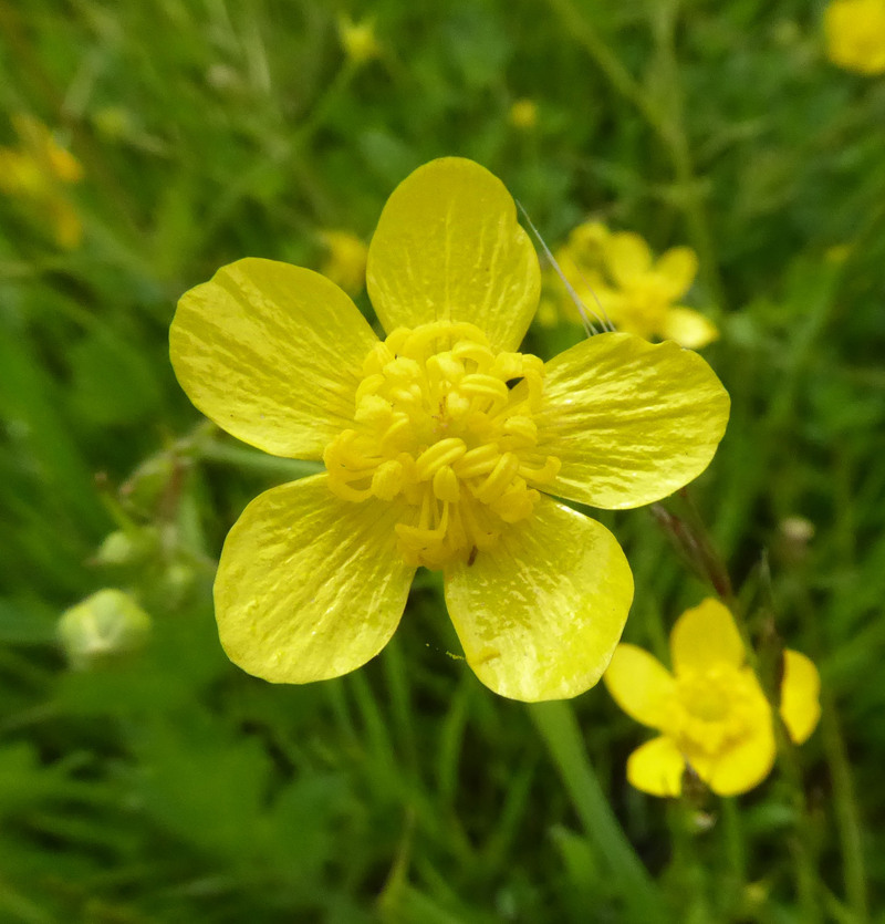 Imagem de Ranunculus occidentalis Nutt.