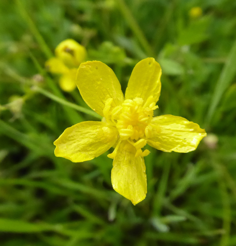 Imagem de Ranunculus occidentalis Nutt.